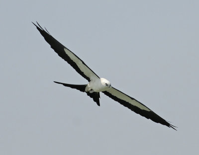 Swallow-tailed Kite