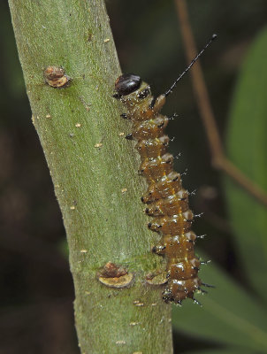 Spiny Oakworm Moth Caterpillar (7716)