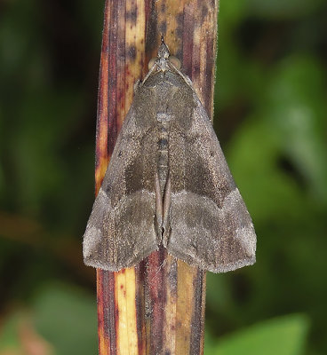 Gray-edged Bomolocha Moth (8447)