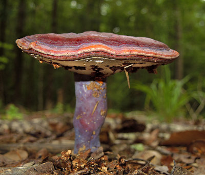 Mushrooms (Toadstools)
