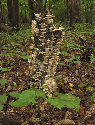 Dead Tree Stump with Fungus