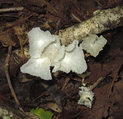 Unidentified Fungus