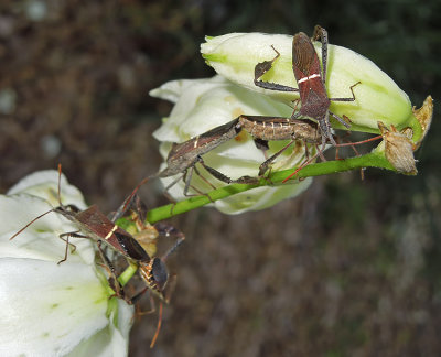 Eastern Leaf-footed Bugs On Yucca Blooms