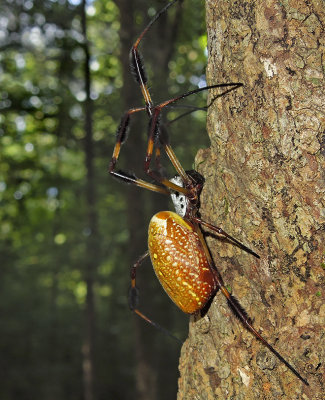 Gravid Female 