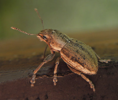 White-fringed Weevil 