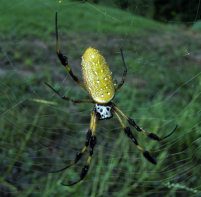 Female, Dorsal