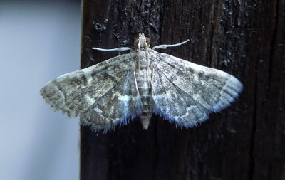 Yellow-spotted Webworm Moth  (5176)