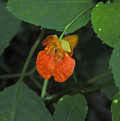 Touch-me-not, spotted (Jewelweed)