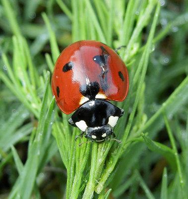 Seven-spotted Lady Beetle 