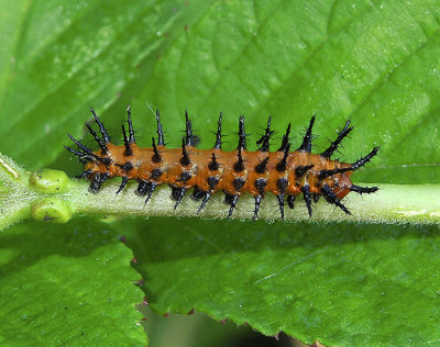 Caterpillar lateral view