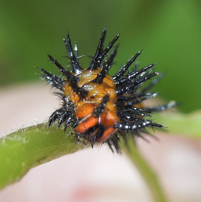 Caterpillar anterior view