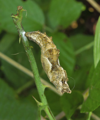 Gulf Fritillary Chrysalis 