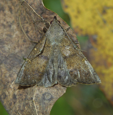 Discolored Renia Moth (8381)