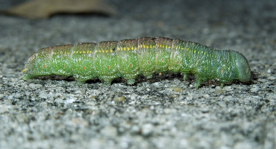 White-dotted Prominent Moth Caterpillar (7915)