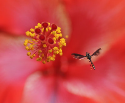 Hibiscus Flower and Syrphid Fly