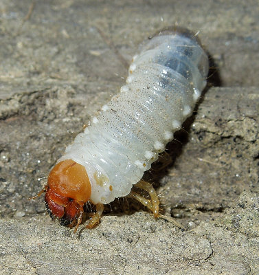 Scarab Beetle Larva 