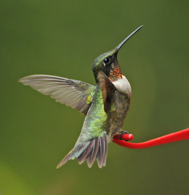 Ruby-throated Hummingbird 