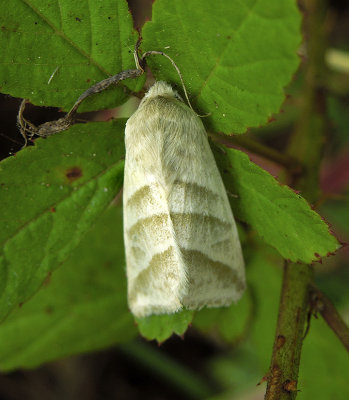 Subflexus Straw Moth (11070)