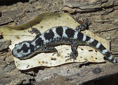 Marbled Salamander