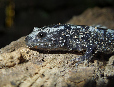 Marbled Salamander 