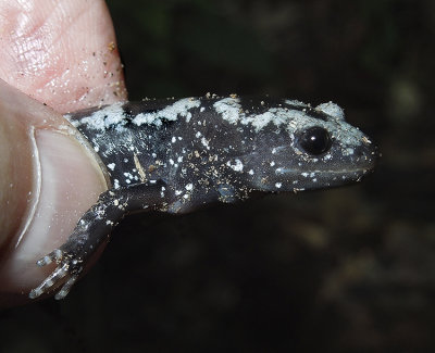 Marbled Salamander 