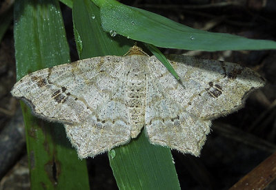 Common Angle Moth (6326)