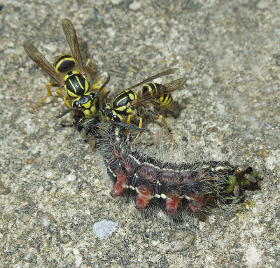 Southern Yellowjackets Feeding on a Prominent Moth Caterpillar