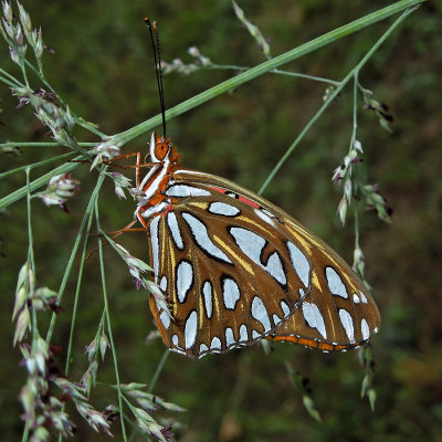 Lateral view, closed wings, showing colorful patterns