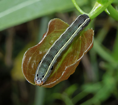 Yellow-striped Armyworm Moth Caterpillar (9669)