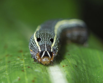 Yellow-striped Armyworm Moth (9669)
