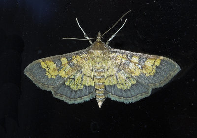 Paler Diacme Moth (5142)