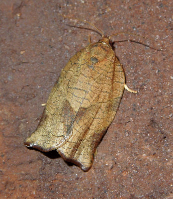 Oblique-banded Leafroller Moth (3635)