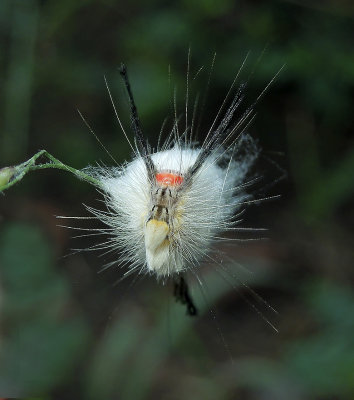 White-marked Tussock Moth Caterpillar (8316)