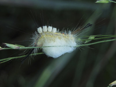 White-marked Tussock Moth Caterpillar Parasitized by Wasp Larvae (8316  )