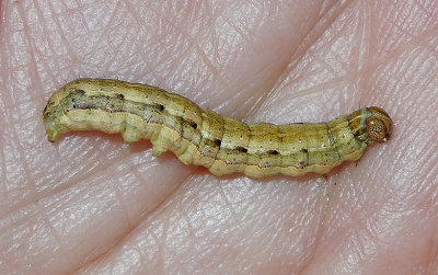Fall Armyworm Moth (9666)