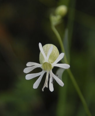 Campion, Bladder