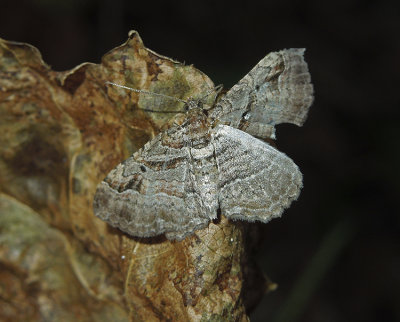 Bent-line Carpet Moth (7416)