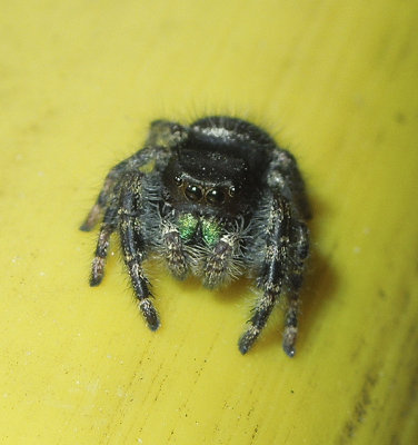 Phidippus audax 