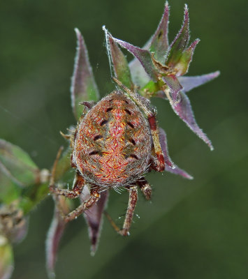 Neoscona arabesca