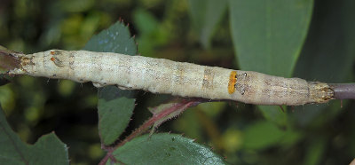 Lunate Zale Moth Caterpillar (8689)