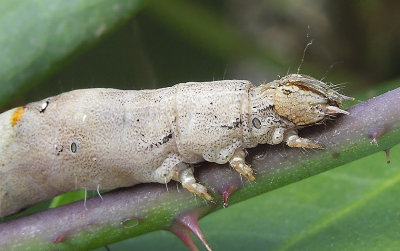 Lunate Zale Moth Caterpillar (8689)