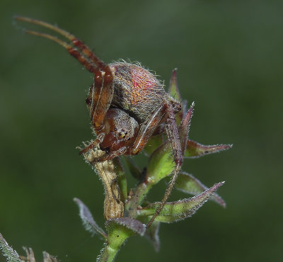 Neoscona arabesca