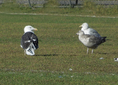 Great Black-backed Gull