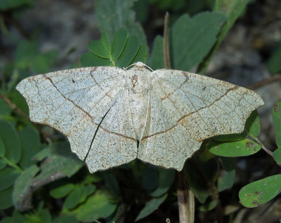 Oak Besma Moth (6885)