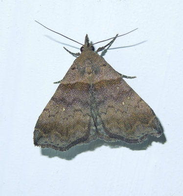 Ambiguous Moth (8393)