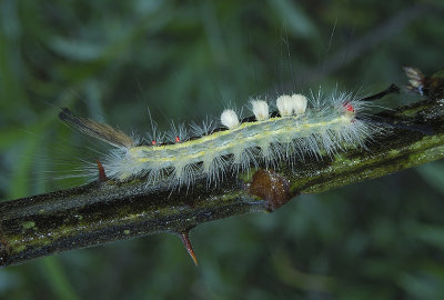 White-marked Tussock Moth Caterpillar (8316)