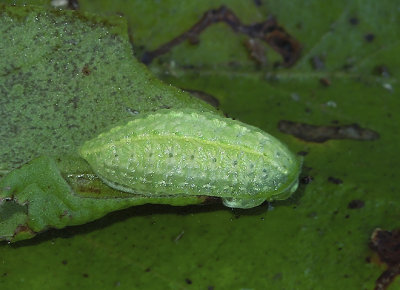 Yellow-shouldered Slug Moth Larva (4665)