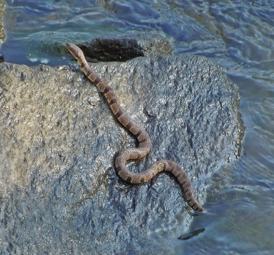 Midland Water Snake