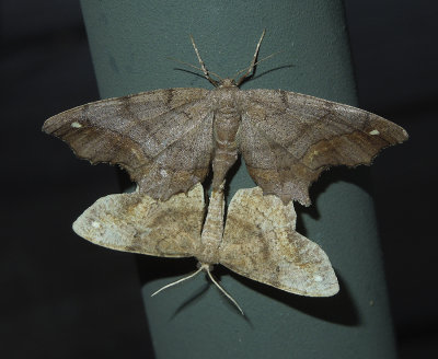 Esther Moths (6655) ? Mating Pair