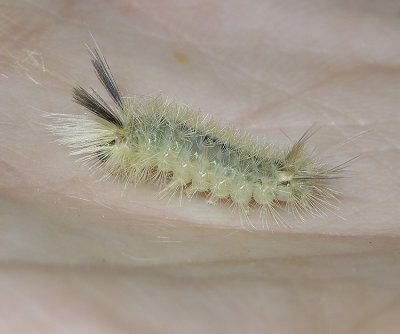 Banded Tussock Moth Caterpillar  (8203)